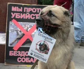 Каждую неделю в Москве от рук догхантеров гибнет от 20 до 30 собак
