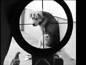 В Севастополе живодер застрелил собаку прямо на детской площадке. По счастливой случайности люди не пострадали. Милиция открыла уголовное производство