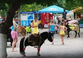 Общественница не понимает, почему власть Севастополя не выполняет свои же решения по ограничению лошадиного бизнеса