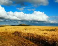Китай арендует 3 млн га сельхозугодий на Украине
