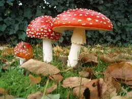 С наступлением сезона сбора грибов резко возрастает число отравлений - МЧС