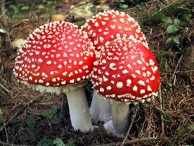 На прошедших выходных ещё одна севастопольская семья отравилась грибами