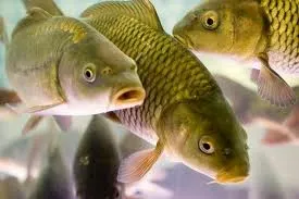 В Чернореченском водохранилище рыбам устроили «новоселье»