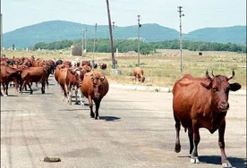 В Севастополе увеличилось поголовье крупного рогатого скота. Теперь - на 7 коров больше!