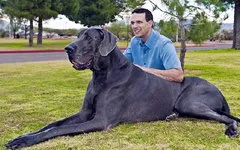 В США на восьмом году жизни умерла самая большая собака в мире