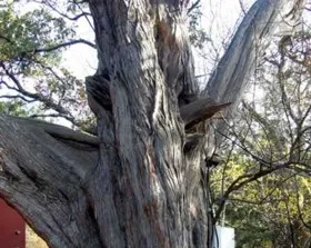 Старейшее 2000-летнее дерево Крыма может быть уничтожено из-за ВИП-стройки на мысе Сарыч
