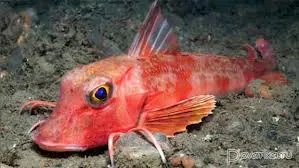У продавца рыбы на "Центральном" рынке изъяли краснокнижного морского петуха