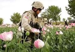 ООН: Наркобизнес в Афганистане переживает рекордный рост