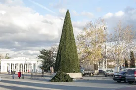 В Севастополе установлена Главная ёлка