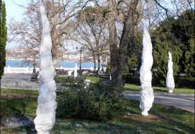 Магнолии в Севастополе одели в белоснежные "пуховики"