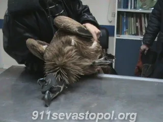 В Севастополе прооперировали раненого грифа