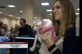 В Севастополе прошли «Рождественские встречи» с кошками