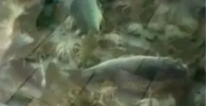В аквариуме севастопольского супермаркета плавает дохлая рыба