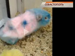 В севастопольском зоомагазине покрасили животных, чтобы привлечь покупателей