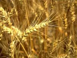 Через порты Севастополя на протяжении 2013 года перевалено 1,7 миллионов тонн зерновых на общую сумму 3,1 миллиарда гривен