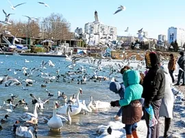 Севастопольцы вышли спасать птиц в аномальный мороз