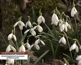 Незаконный оборот… подснежников