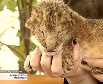 В Севастопольском мини-зоопарке родилась львица