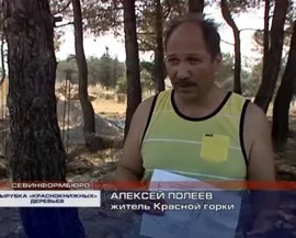 На Красной горке вырубают сосны Станкевича