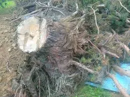 На Красной горке в Севастополе рубят краснокнижные деревья. Следствие под контролем правительства
