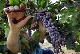 В Севастополе на 30 % сократилась урожайность виноградников