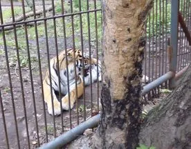 Парка тигров и медведей в Инкермане не будет «по политическим мотивам»