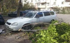 Упавшее дерево в Севастополе повредило автомобиль