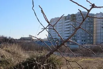 В Севастополе подтвердили факт массового уничтожения краснокнижных деревьев
