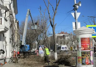Деревья на центральном кольце Севастополя обрезают по правилам – эксперт