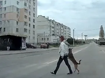 Человек собаке друг: в Севастополе пса водят через дорогу за лапу