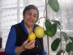 Пенсионерка вырастила дома килограммовый лимон