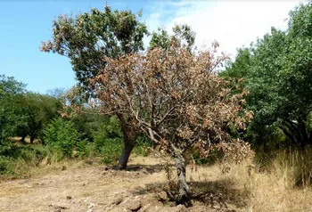 В Севастополе для спасения стройки погубили 60 краснокнижных растений