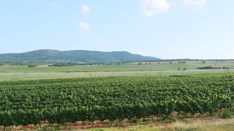 Будет ли в Севастополе свой винный «Октоберфест»