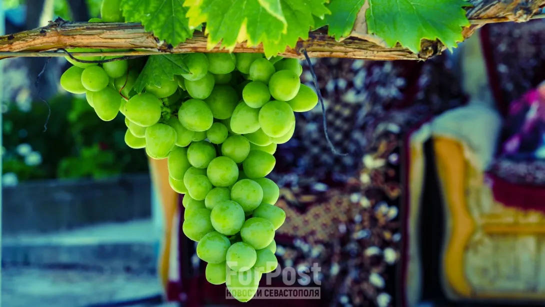 Губернатор Севастополя хочет поддержать столовый виноград