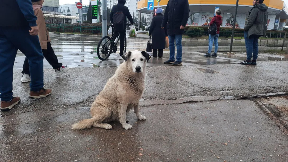 В Севастополе выделили долгожданный участок под приют для животных