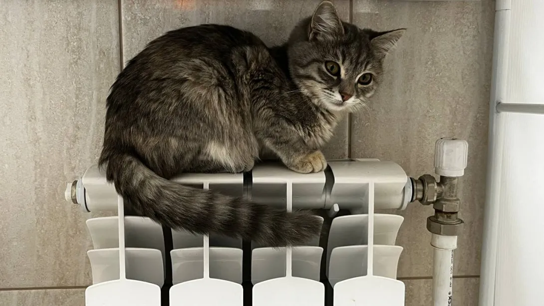 Грозят ли севастопольцам штрафы за замену батарей