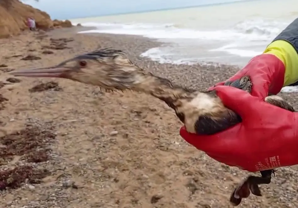 Подаст ли Севастополь иск к владельцам затонувших танкеров с мазутом