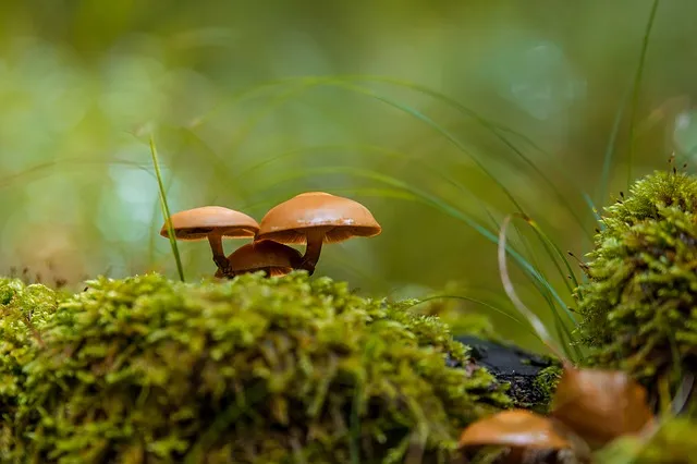 mushroom-2771813_640