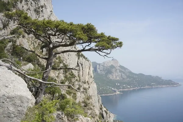 Деревья Крыма