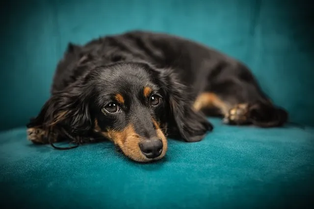 dog-2561134_640