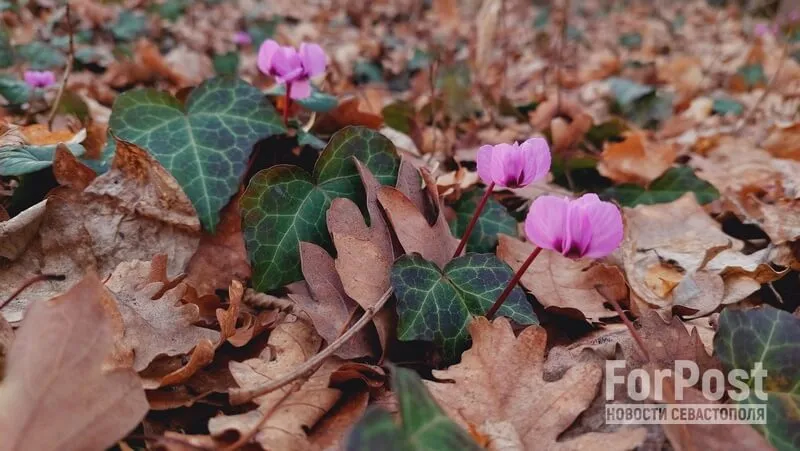 крым кулабач цикламен первоцвет весна цветы лес природа00