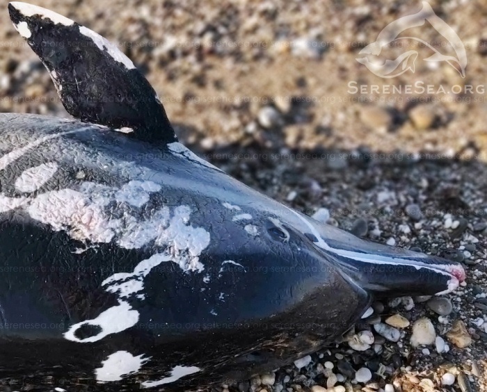 крым природа дельфин косатка смерть