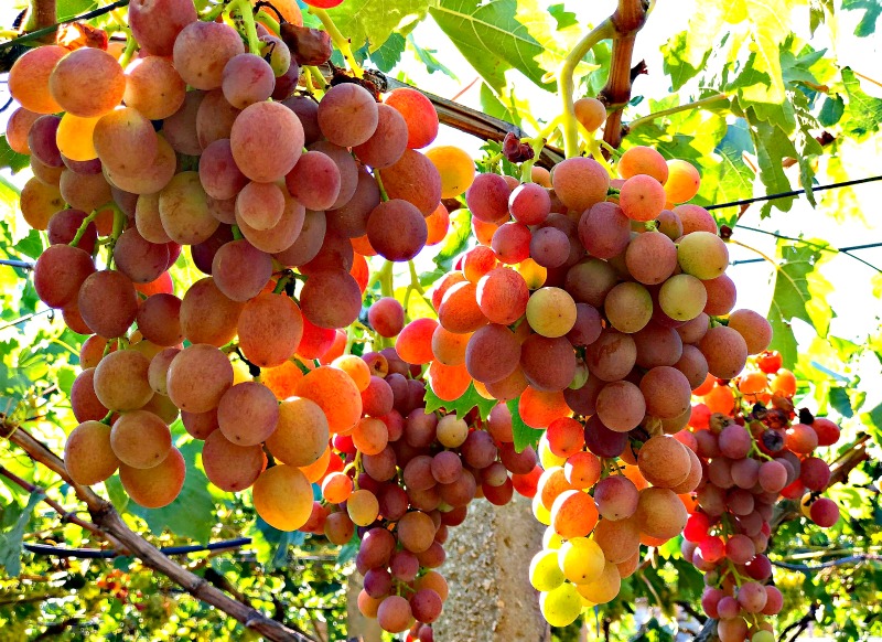 крым урожай виноград