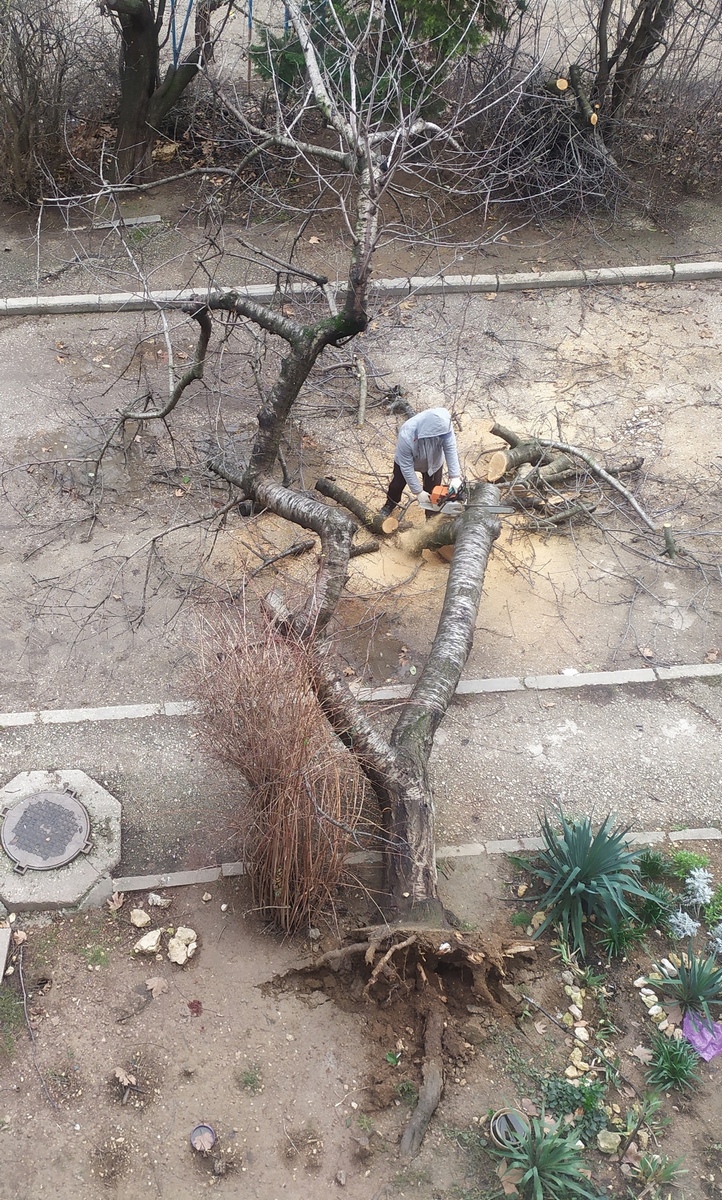 Дерево упало на машину в Севастополе