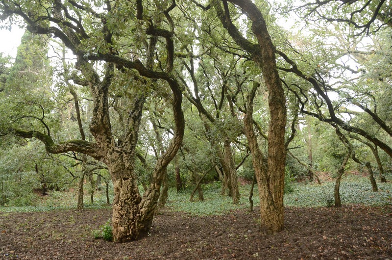 крым ялта никита сад роща пробковый дуб португалия прованс