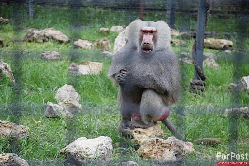 крым ялта обезьяна зоопарк клетка реновация ремонт лицензия