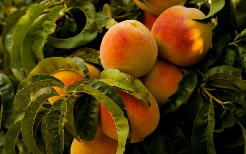 крым сад садовод обрезка персик плоды
