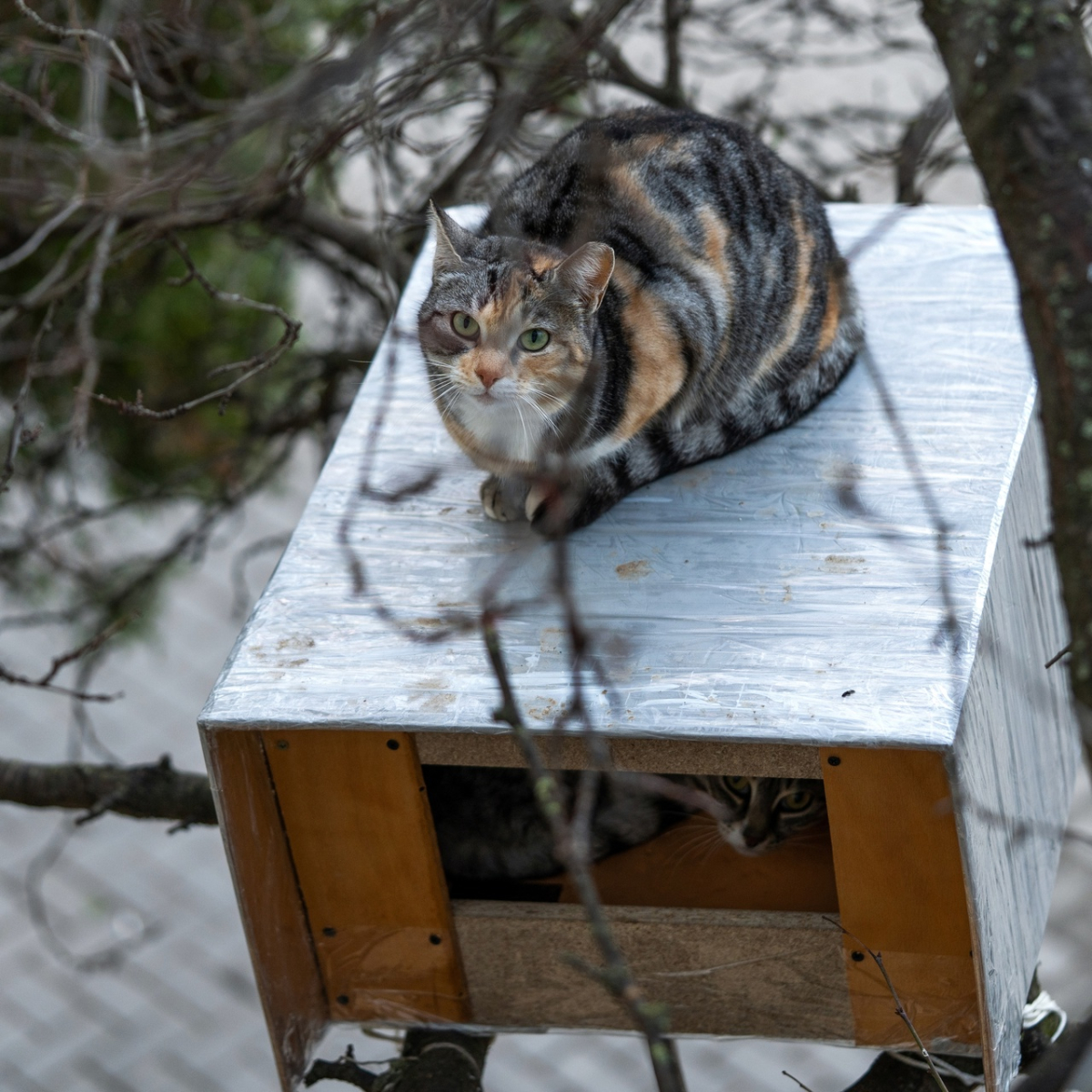 севастополь котэдж дом для котов максим стефанович