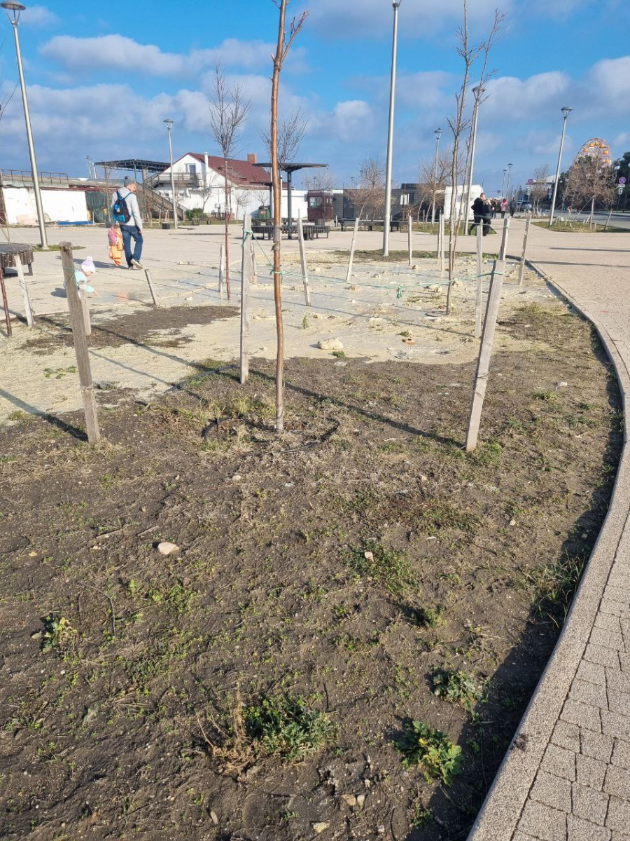севастополь парк победы строительство деревья бетон благоустройство