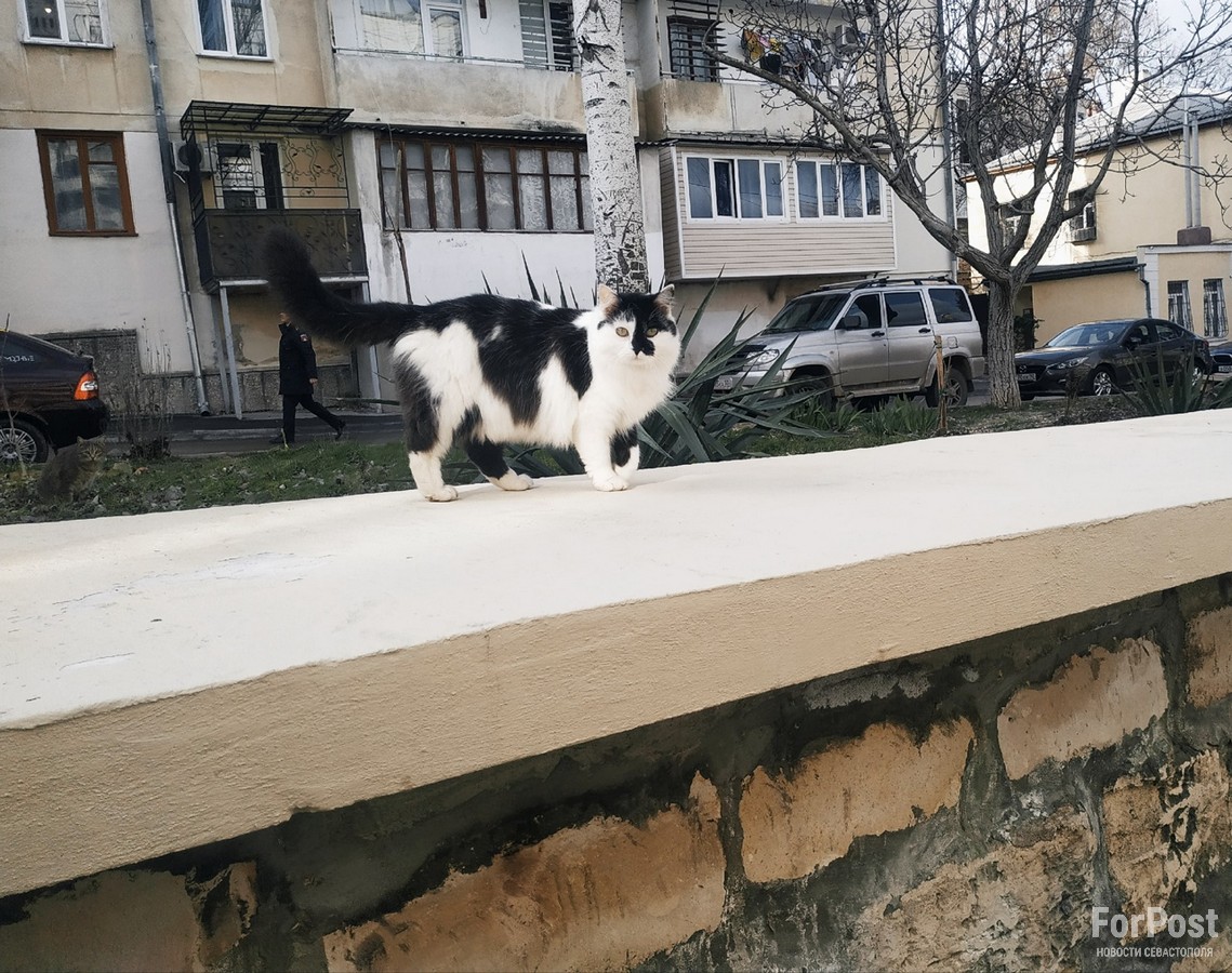 кот котик севастополь лестница улица луначарского